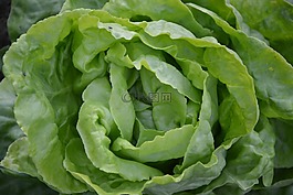 生菜,綠色,吃
