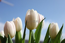 郁金香,花,天堂