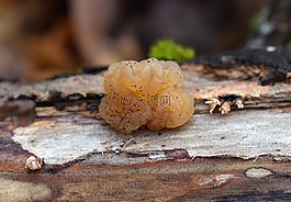 果凍真菌,真菌,植物