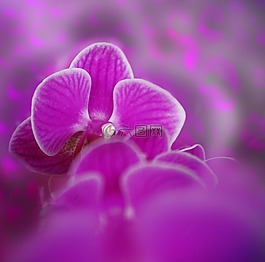蘭花,花,廠