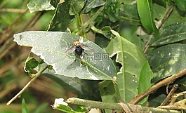 性質(zhì),昆蟲,金迪奧