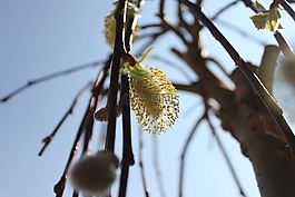 花,天堂,性質(zhì)