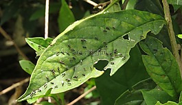 性質(zhì),昆蟲,金迪奧
