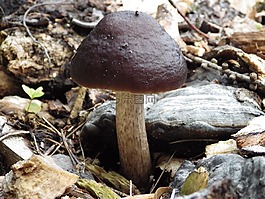 蘑菇,遠東 scabrum,森林
