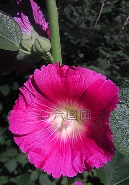 鮮花,花園,公園