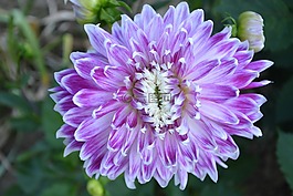 大丽花,鲜花,紫