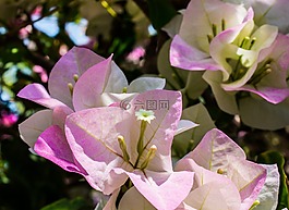 鲜花,灌木开花,开花