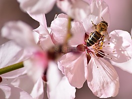 蜜蜂,花卉,春天
