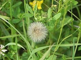 葉,鮮花,性質(zhì)