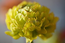 花,開花,毛茛屬植物