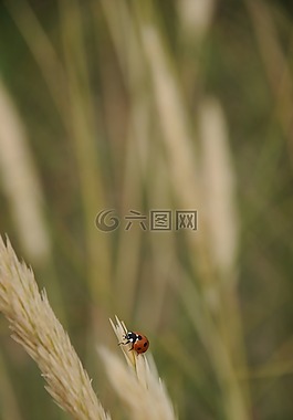 瓢蟲(chóng),稻草,動(dòng)物