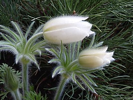 植物区系,鲜花,春