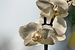 蘭花,開花,關(guān)閉