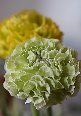 花,開(kāi)花,毛茛屬植物