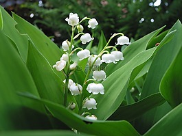 鈴蘭,春天,弗里施