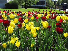 郁金香,花,别墅在奥斯陆植物园