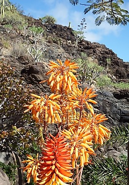 仙人掌花,橙,红色