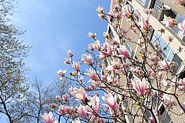 春,鮮花,春天的花朵