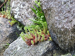 蕨类植物,苔,石头墙