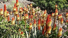 仙人掌花,橙,红色