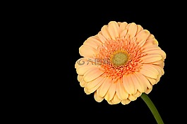 非洲菊,花,廠