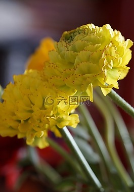 花,開(kāi)花,毛茛屬植物