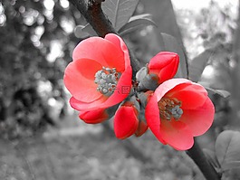 鲜花,花瓣,布什
