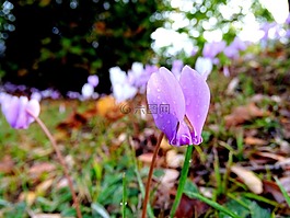仙客来,花,怎么感觉到热