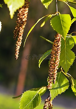 樺木花,春天,花粉