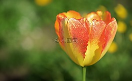 花,植物,開花