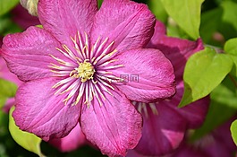 鐵線蓮,開花,花