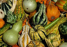 感恩節(jié),南瓜,蔬菜