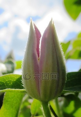 鐵線蓮,登山者,芽