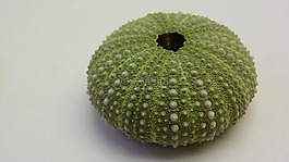 zart,箱,章鱼