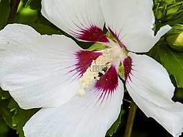 槿,芙蓉花 moscheutos,植物