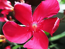 夾竹桃,布什,開花