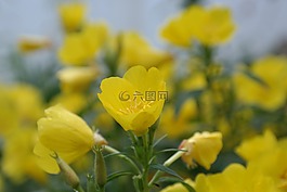 布魯姆,鮮花,黃色