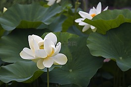 荷花,風光,美麗