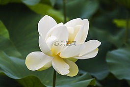 荷花,風光,美麗