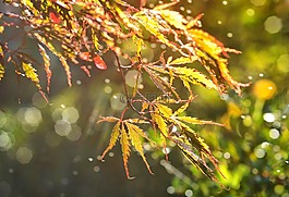 葉子,秋季,楓葉