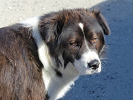 狗,寵物,動物