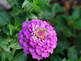 花,粉紅色,紫色