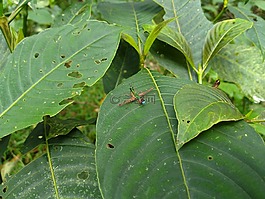板球,昆蟲,葉