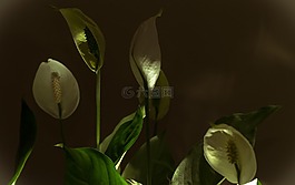 燈,鮮花,觀賞花卉