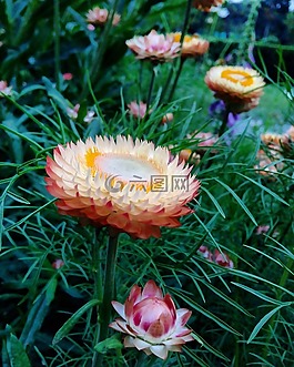 自然,植物區(qū)系,夏天