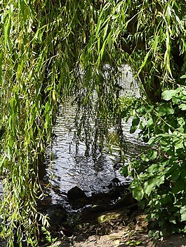 牧场,河,银行