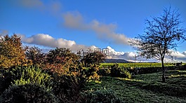 樹,農(nóng)村,景觀