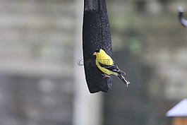 鳥,戶外,黃色