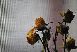玫瑰,黃色,花