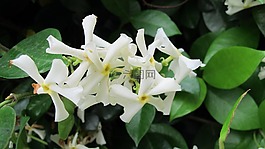 茉莉花,鲜花,自然
